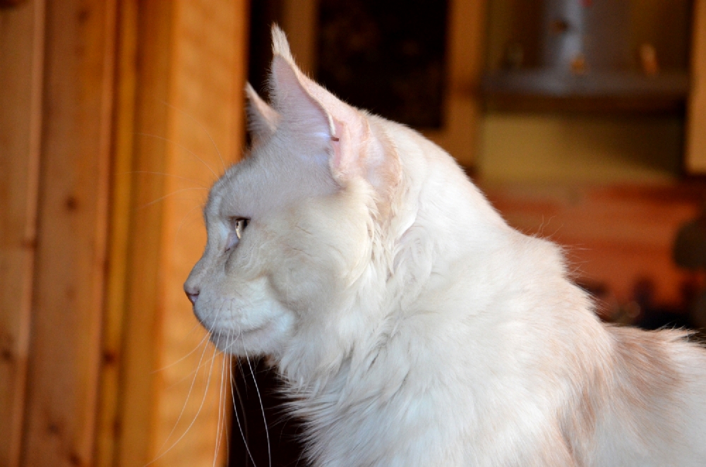 Питомник кошек мейн кун Bericoon & Soir de LuNa, Кот мейн кун Национальный  Чемпион NW(RU)11 SC FIFe GICh WCF & QGCH TICA BeRiCooN Zig SOIR DVM