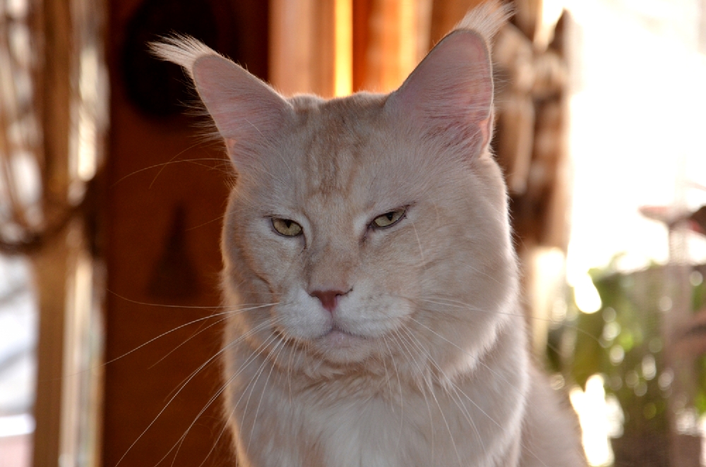 Питомник кошек мейн кун Bericoon & Soir de LuNa, Кот мейн кун Национальный  Чемпион NW(RU)11 SC FIFe GICh WCF & QGCH TICA BeRiCooN Zig SOIR DVM