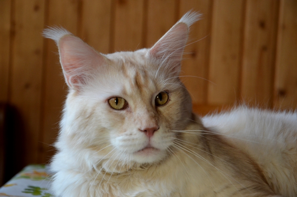 Питомник кошек мейн кун Bericoon & Soir de LuNa, Кот мейн кун Национальный  Чемпион NW(RU)11 SC FIFe GICh WCF & QGCH TICA BeRiCooN Zig SOIR DVM