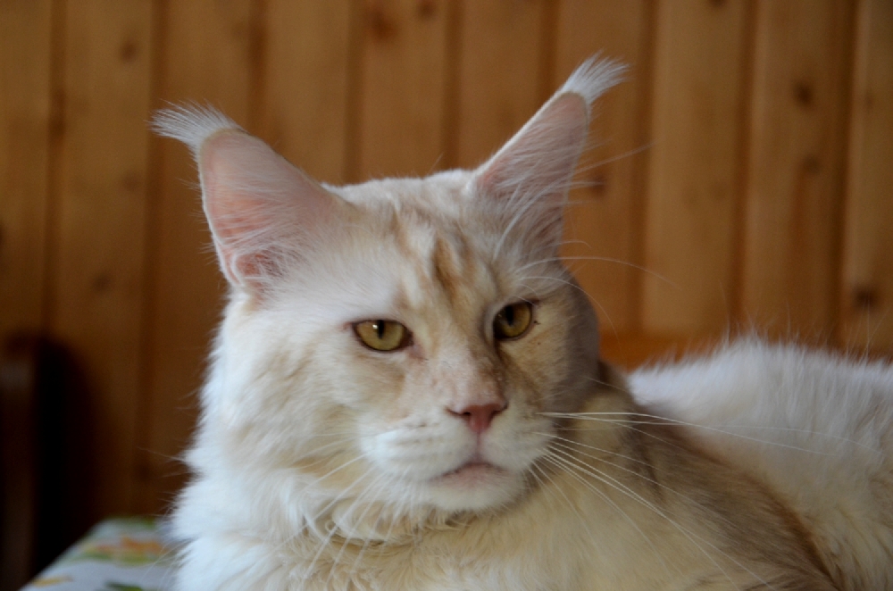 Питомник кошек мейн кун Bericoon & Soir de LuNa, Кот мейн кун Национальный  Чемпион NW(RU)11 SC FIFe GICh WCF & QGCH TICA BeRiCooN Zig SOIR DVM