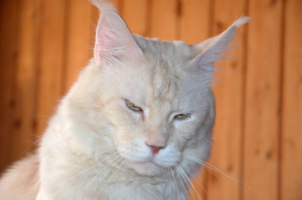 Питомник кошек мейн кун Bericoon & Soir de LuNa, Кот мейн кун Национальный  Чемпион NW(RU)11 SC FIFe GICh WCF & QGCH TICA BeRiCooN Zig SOIR DVM