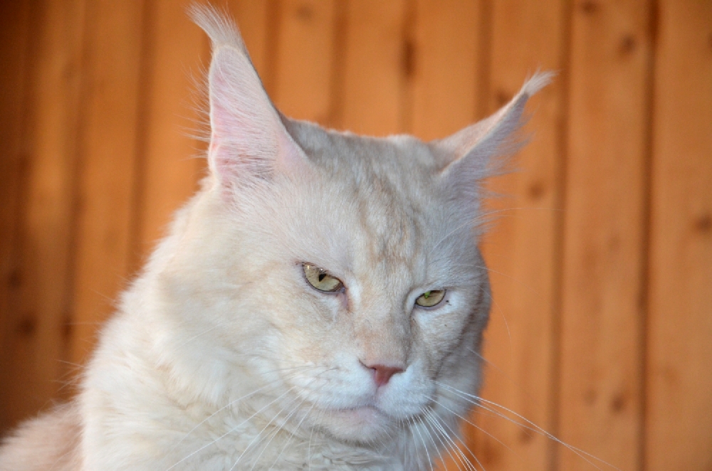 Питомник кошек мейн кун Bericoon & Soir de LuNa, Кот мейн кун Национальный  Чемпион NW(RU)11 SC FIFe GICh WCF & QGCH TICA BeRiCooN Zig SOIR DVM