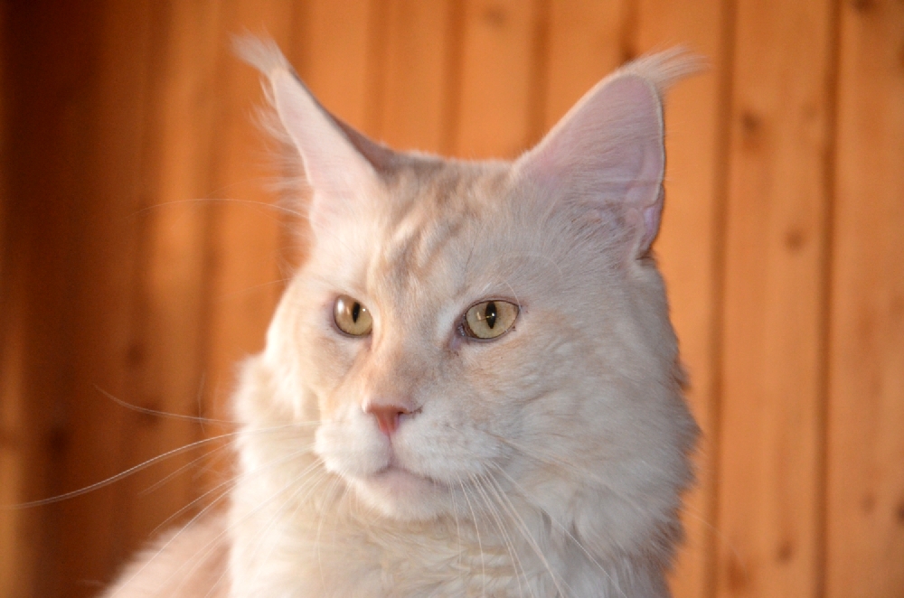 Питомник кошек мейн кун Bericoon & Soir de LuNa, Кот мейн кун Национальный  Чемпион NW(RU)11 SC FIFe GICh WCF & QGCH TICA BeRiCooN Zig SOIR DVM