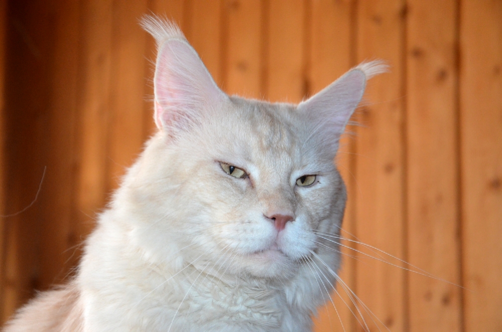 Питомник кошек мейн кун Bericoon & Soir de LuNa, Кот мейн кун Национальный  Чемпион NW(RU)11 SC FIFe GICh WCF & QGCH TICA BeRiCooN Zig SOIR DVM