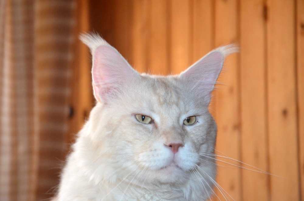 Питомник кошек мейн кун Bericoon & Soir de LuNa, Кот мейн кун Национальный  Чемпион NW(RU)11 SC FIFe GICh WCF & QGCH TICA BeRiCooN Zig SOIR DVM