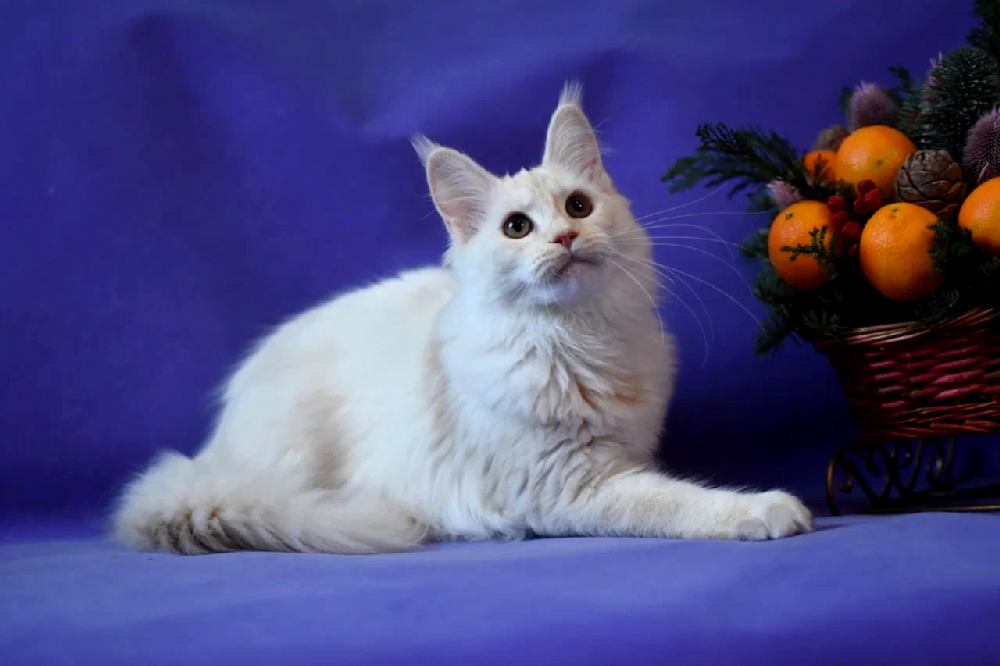 Питомник кошек мейн кун Bericoon & Soir de LuNa, Котенок мейн кун Kastra