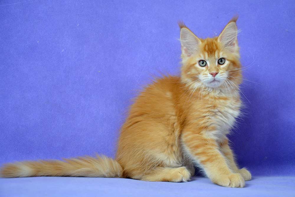 Питомник кошек мейн кун Bericoon & Soir de LuNa, Котенок мейн кун Khan
