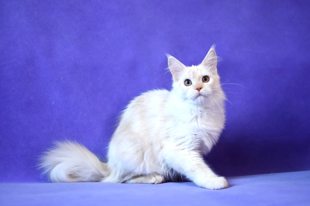 Питомник кошек мейн кун Bericoon & Soir de LuNa, Котенок мейн кун Kastra