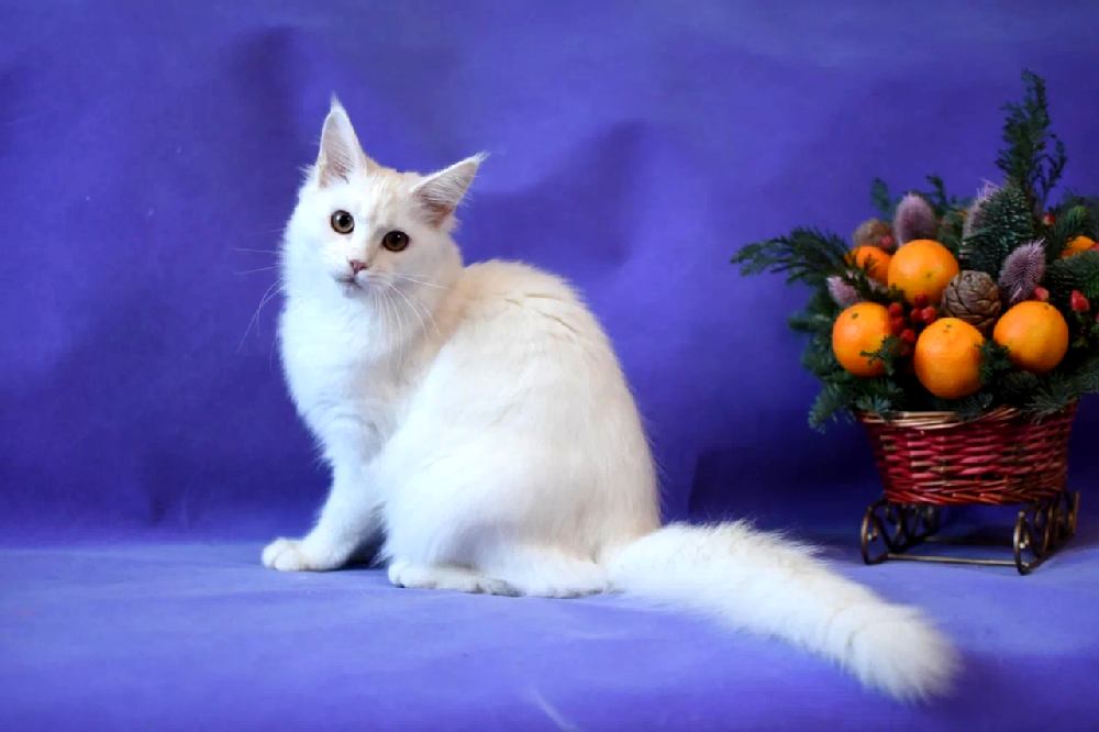 Питомник кошек мейн кун Bericoon & Soir de LuNa, Котенок мейн кун Kitalpha