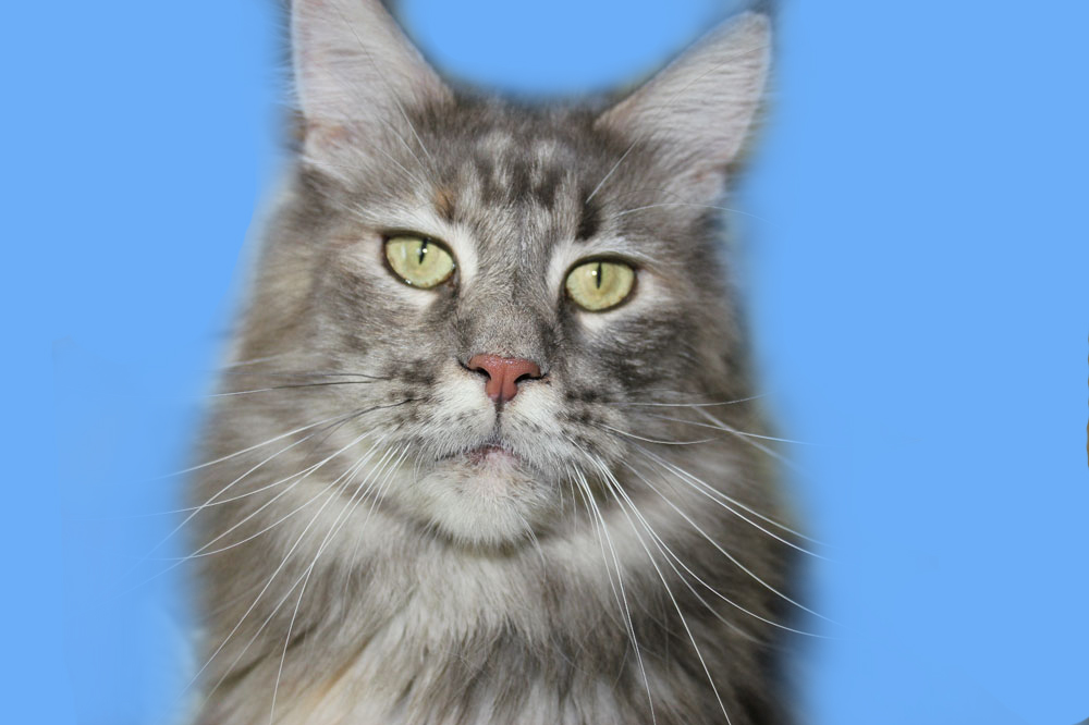 Питомник кошек мейн кун Bericoon & Soir de LuNa, BeRiCooN Verona