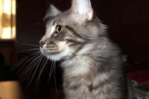 ������ ���� ���