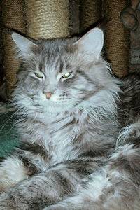 ��� ���� ��� Battle Creek�s O�Zed Zero