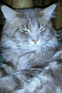 ��� ���� ��� Battle Creek�s O�Zed Zero