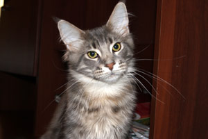 ������ ���� ���