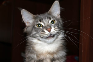 ������ ���� ���