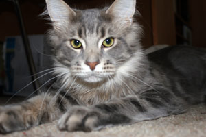 ������ ���� ���