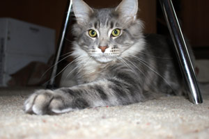 ������ ���� ���