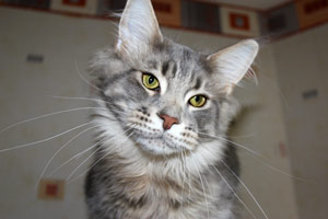 ������ ���� ���