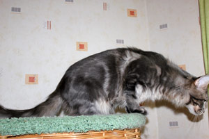 ������ ���� ���