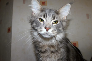 ������ ���� ���