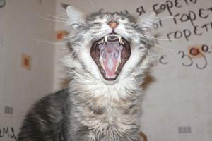 ��� ���� ��� Battle Creek�s O�Zed Zero