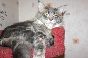 ��� ���� ��� Battle Creek�s O�Zed Zero