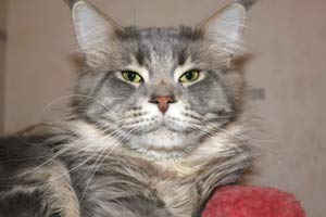 ��� ���� ��� Battle Creek�s O�Zed Zero