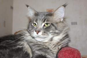 ������ ���� ���