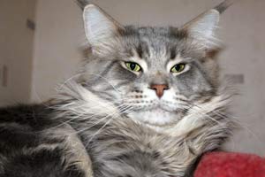 ��� ���� ��� Battle Creek�s O�Zed Zero