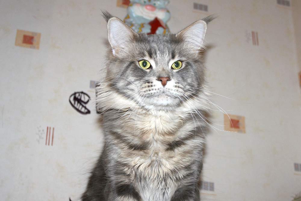 Питомник кошек мейн кун Bericoon & Soir de LuNa, Battle Creek’s 
O’Zed Zero