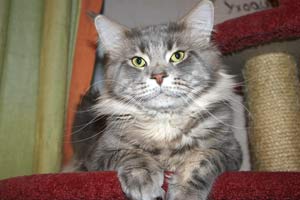 ��� ���� ��� Battle Creek�s O�Zed Zero