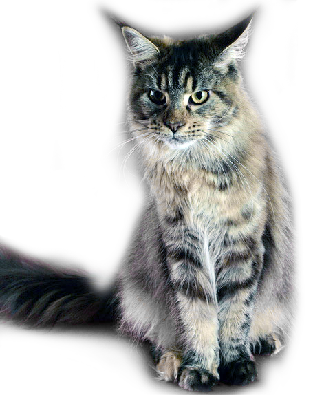 кошки мейн кун