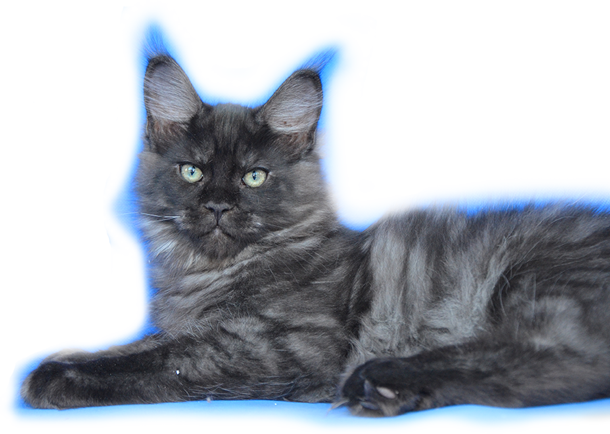 котята мейн кун цена