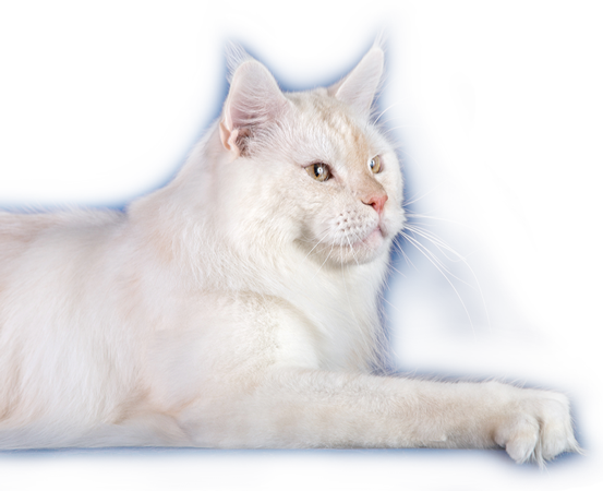 котята мейн кун продажа