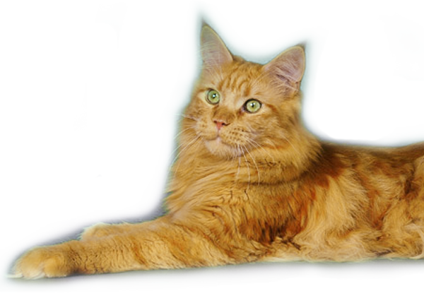 наши любимцы мейн кун