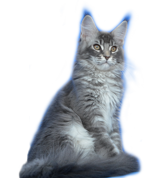 котята мейн кун продажа