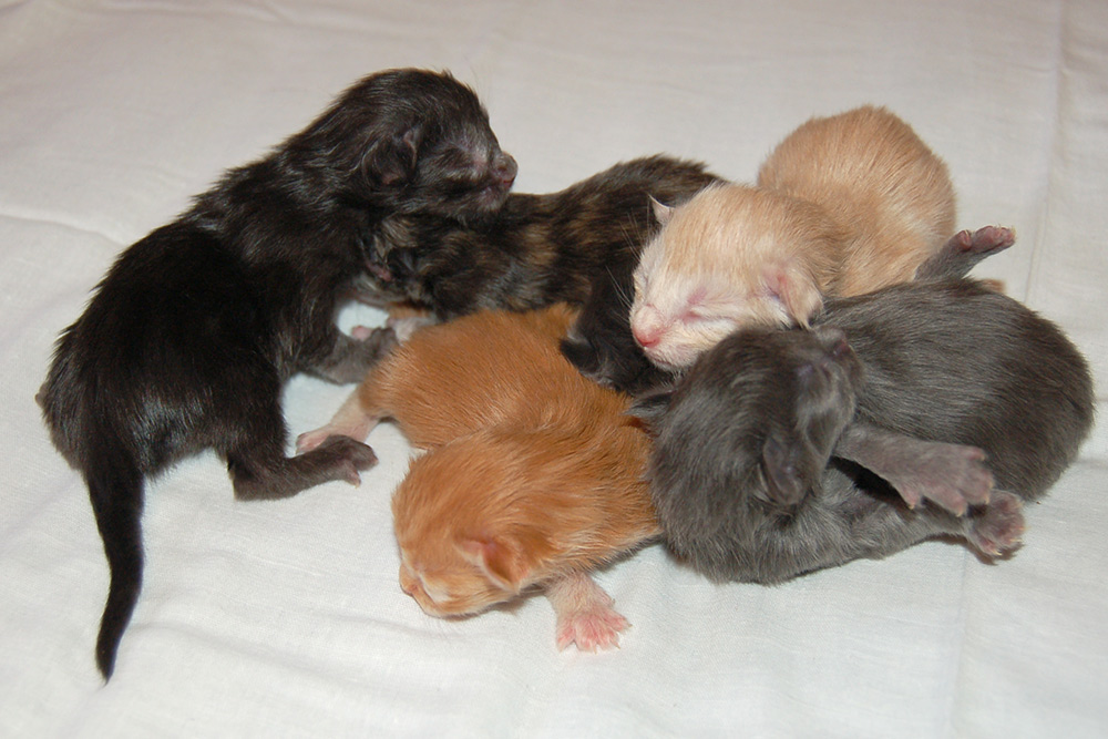 Новый помет в питомнике мейн кунов