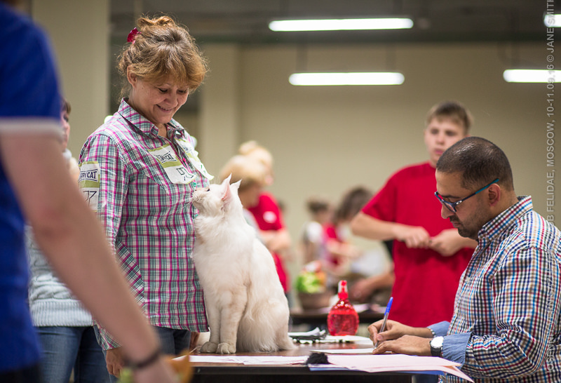 ТИКА клуб Кристалл, выставка кошек 11-12 июня 2016 года в Московском Измайлово
