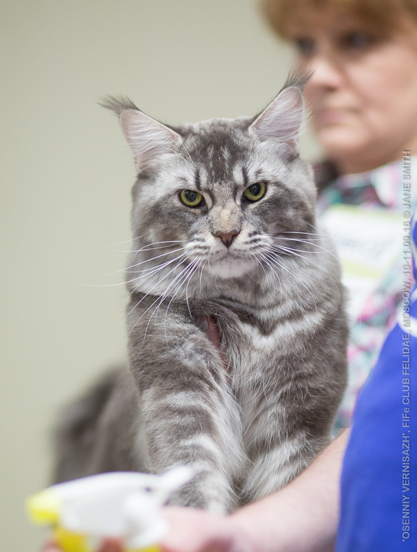 ТИКА клуб Кристалл, выставка кошек 11-12 июня 2016 года в Московском Измайлово