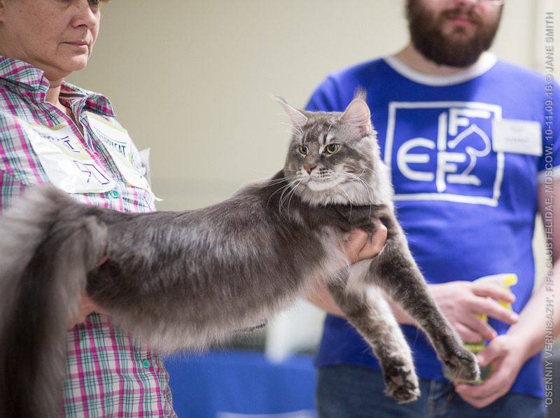 ТИКА клуб Кристалл, выставка кошек 11-12 июня 2016 года в Московском Измайлово