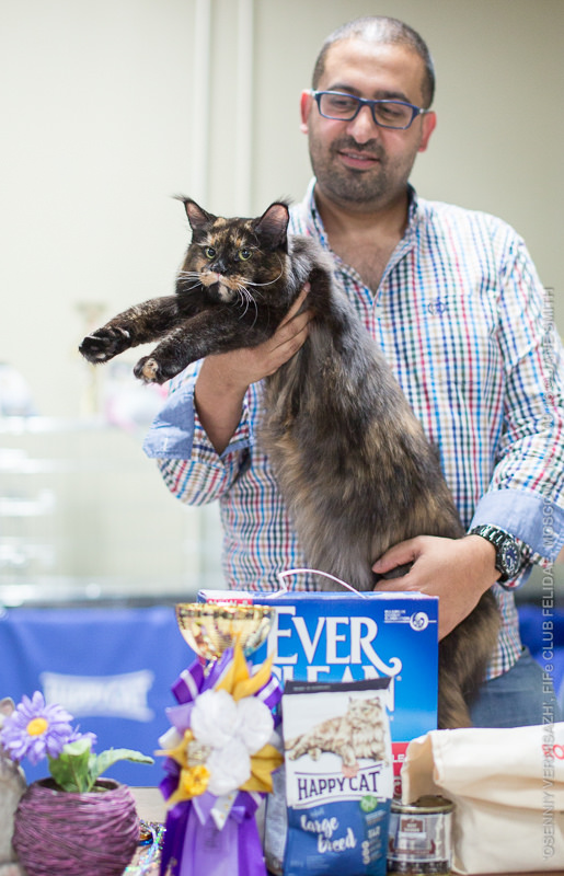 ТИКА клуб Кристалл, выставка кошек 11-12 июня 2016 года в Московском Измайлово