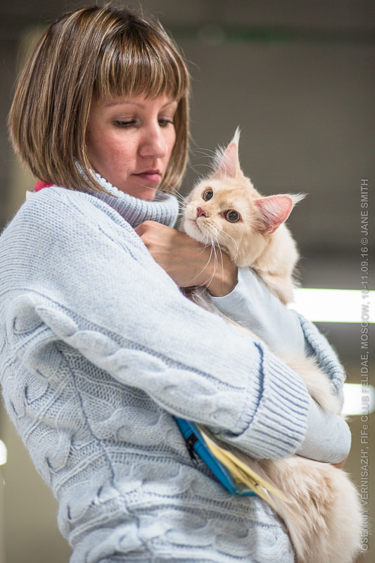 ТИКА клуб Кристалл, выставка кошек 11-12 июня 2016 года в Московском Измайлово