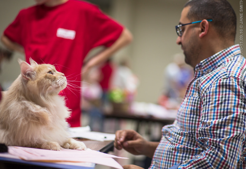 ТИКА клуб Кристалл, выставка кошек 11-12 июня 2016 года в Московском Измайлово