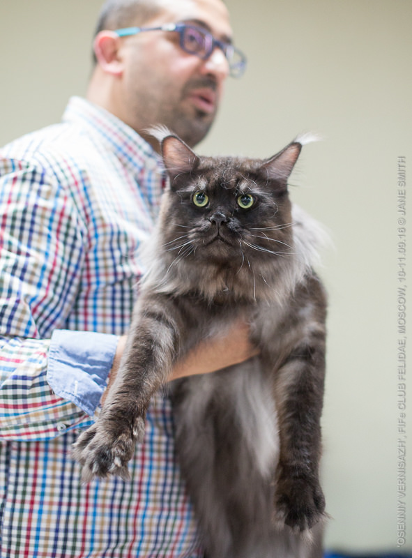 ТИКА клуб Кристалл, выставка кошек 11-12 июня 2016 года в Московском Измайлово
