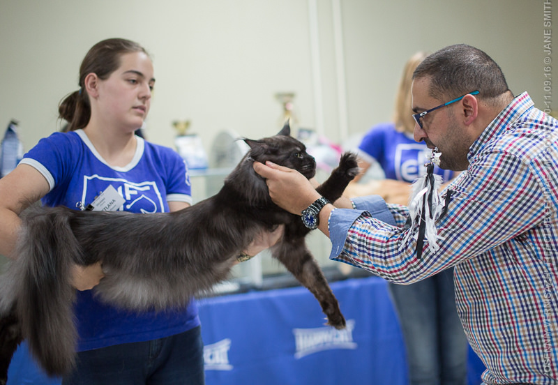 ТИКА клуб Кристалл, выставка кошек 11-12 июня 2016 года в Московском Измайлово