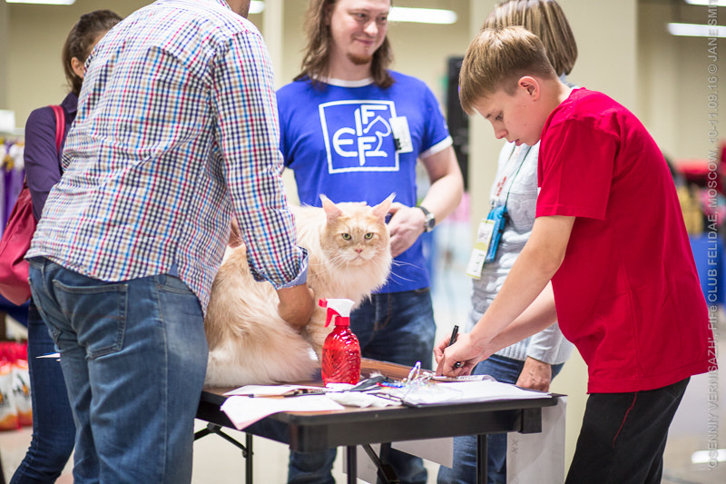 ТИКА клуб Кристалл, выставка кошек 11-12 июня 2016 года в Московском Измайлово