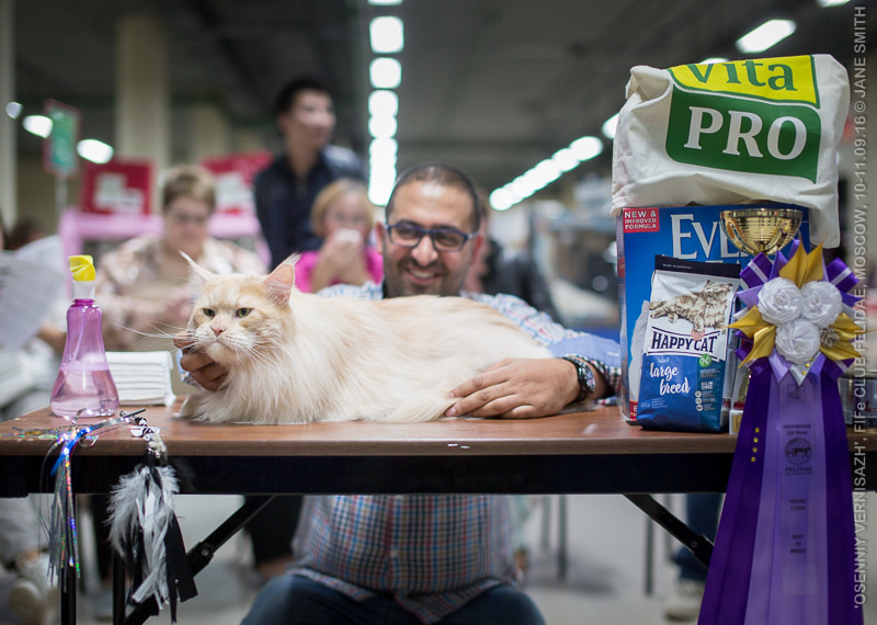 ТИКА клуб Кристалл, выставка кошек 11-12 июня 2016 года в Московском Измайлово