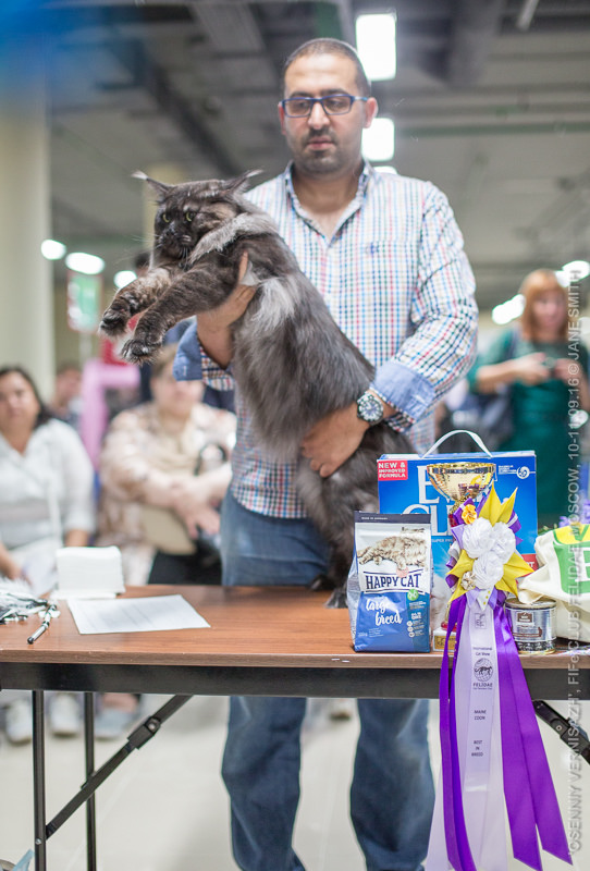ТИКА клуб Кристалл, выставка кошек 11-12 июня 2016 года в Московском Измайлово