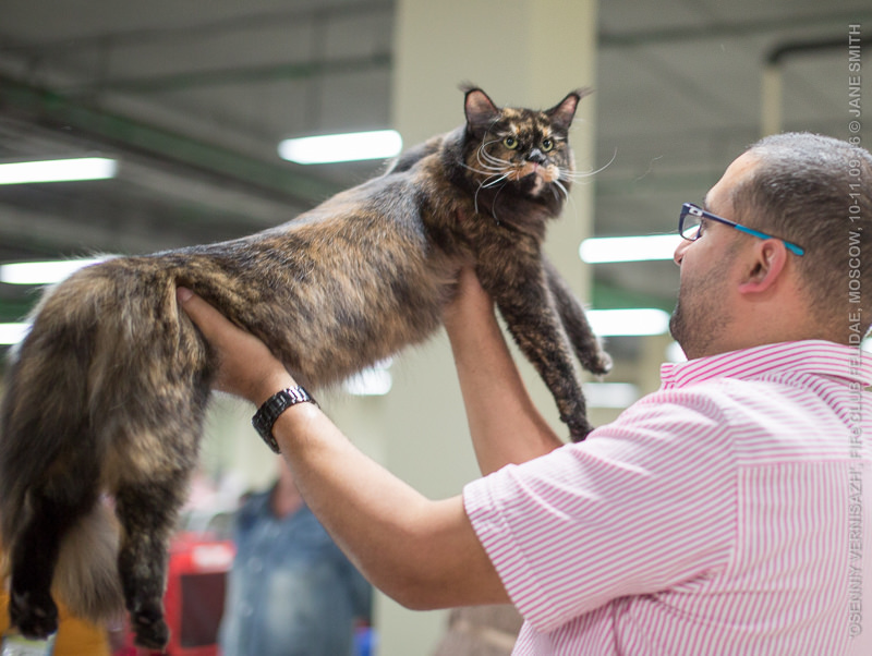 ТИКА клуб Кристалл, выставка кошек 11-12 июня 2016 года в Московском Измайлово
