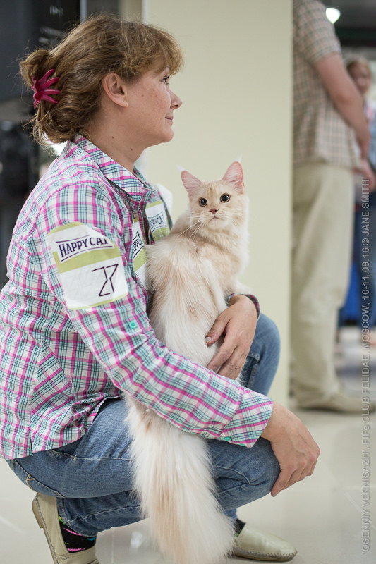 ТИКА клуб Кристалл, выставка кошек 11-12 июня 2016 года в Московском Измайлово